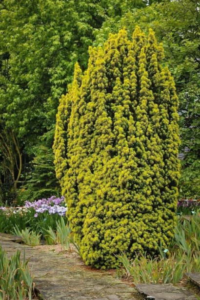 Тис Давид для освітлення садових композицій.